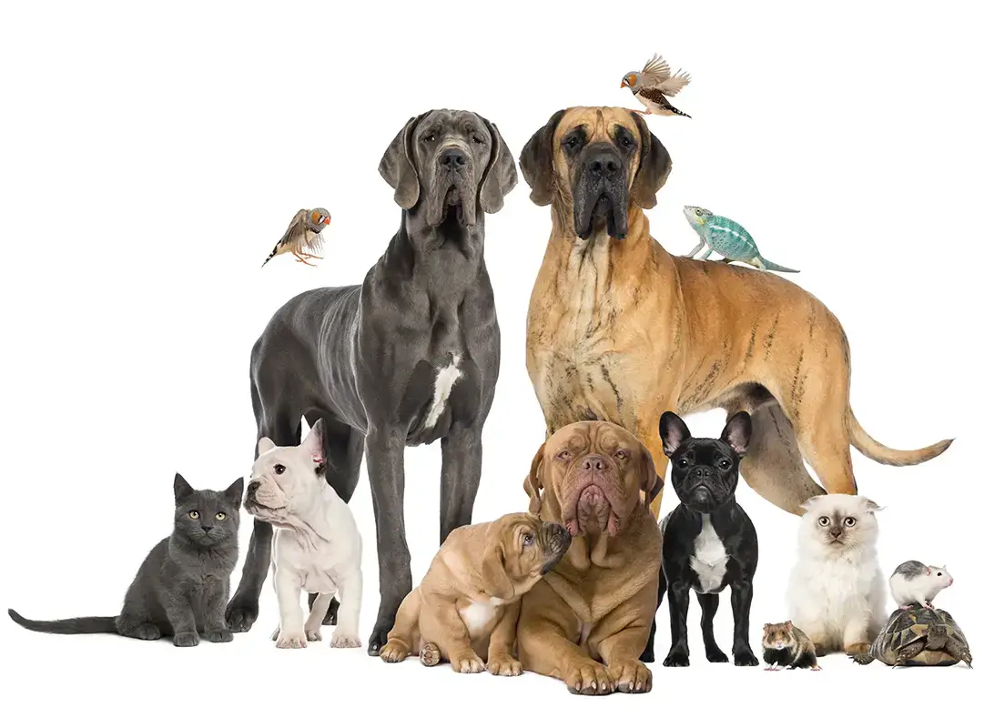 group of dogs, cats, birds, reptiles, and other pets on white background
