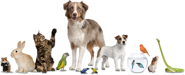 dogs, cat, rabbit, fish and other domestic pets on white background