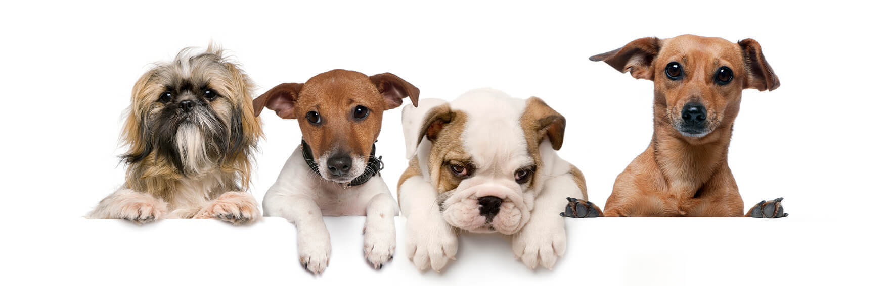four puppies on white background