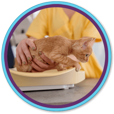 vet tech weighing a kitten on a scale
