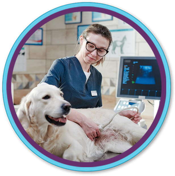 vet tech performing ultrasound on golden retriever dog