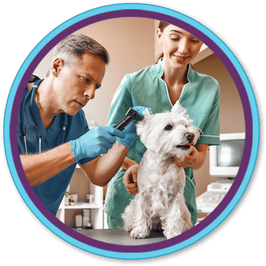 male vet checking inside dog's ear while vet tech holds dog
